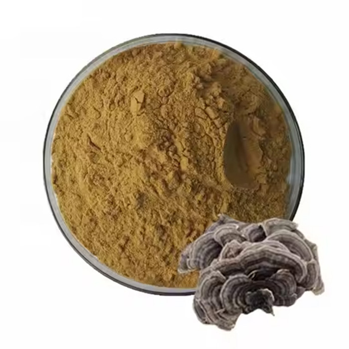 Turkey Tail Mushroom Extract